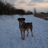 Joey is gek op sneeuw.