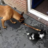 Wie zou het winnen denk je?