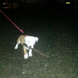 hummer had gisteren avond een tak gevonden en die wilde hij wel heel…