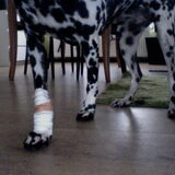 Arme Perdie!