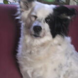 Flippie vandaag 8/11/2013, met een ontstoken oogje...X