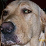 Dit is onze labrador Kio. Hij is een hele lieve hond!