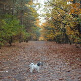 Foto van liesbeth,Turbo,Luna, Levi en Faith