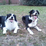 Taz is een moeilijke hond ten opzicht van andere honden, maar dit is…
