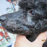 Foto van nancy, woopy en faith