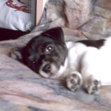 sheila