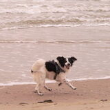 Bruno op het strand