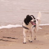 Bruno op het strand