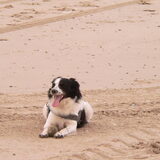 Bruno op het strand
