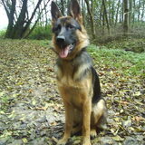 Vida in het bos