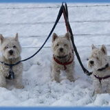 Foto van Pack Member