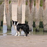 Foto van Bugs      **Taz**