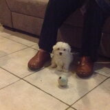 Loes als pup. Ze is hier ongeveer 8 weken.