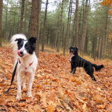 Voor het eerst samen in het bos
