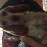 Foto van Crissy, Joey en Kiwi