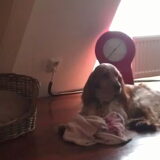 Foto van Crissy, Joey en Kiwi