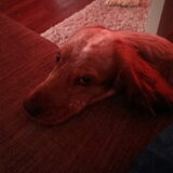 Foto van Crissy, Joey en Kiwi