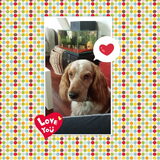 Foto van Crissy, Joey en Kiwi