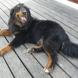 Cyrus onze x berner sennenhond-hovawart