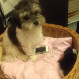 Foto van Lisa; Bobbie, Bentley & Lilly