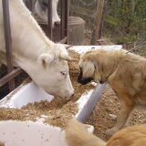 Hazine en Bella