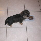 sonja als puppy