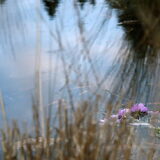 in t water..