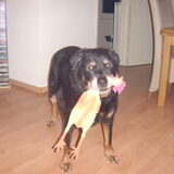 Sandy met zijn speelgoed kippetje (2008). Sandy woont helaas niet bij…