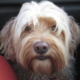Foto van ankie