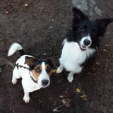 Foto van Pamela en Dazzle en Gentle