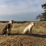 Nero en beste vriend Sam