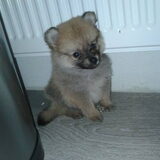 Macho 5-10-2013