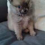 Macho 13-10-2013