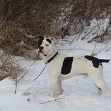 *Patchy* in de sneeuw jan 2013.