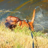 Foto van diane en tank