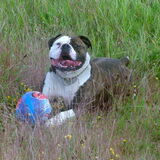 Foto van Lynda;s Ameican Buldogs