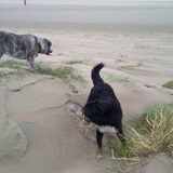 Foto van haarlemse