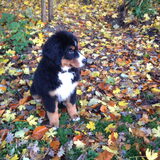 Herfstwandelingetje :-) (Bruce 16 weken)