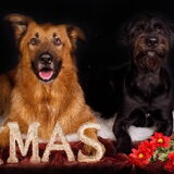 kerstkaart honden