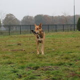 Foto van Inge & Danger