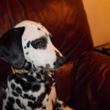 Foto van lucy
