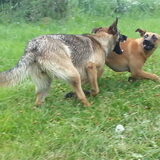 Foto van Lisanne, Misha, Tessa&Arrow