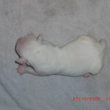 Foto van Lynda;s Ameican Buldogs