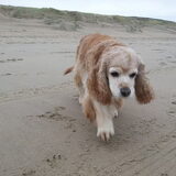 Daisy op het strand bij Noordwijk