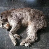 Wolfshond van m'n schoonouders.