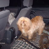 Foto van liesbeth,Turbo,Luna, Levi en Faith