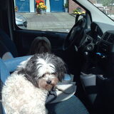 Foto van liesbeth,Turbo,Luna, Levi en Faith