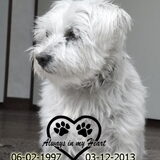 Foto van judith