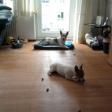 Foto van nora jazzy en poppy