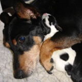 We gingen voor een black&tan jack russell, maar kwamen deze witte pup…